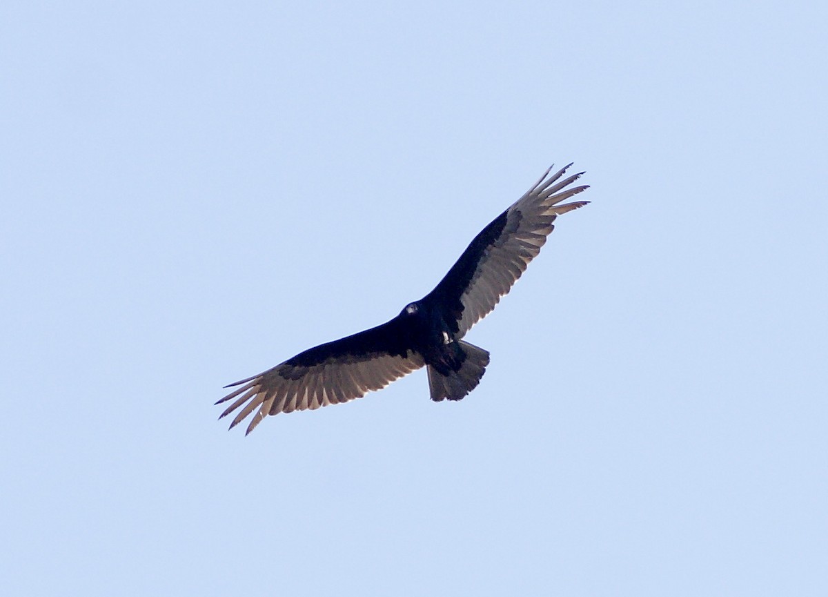 Turkey Vulture - Dave Spier