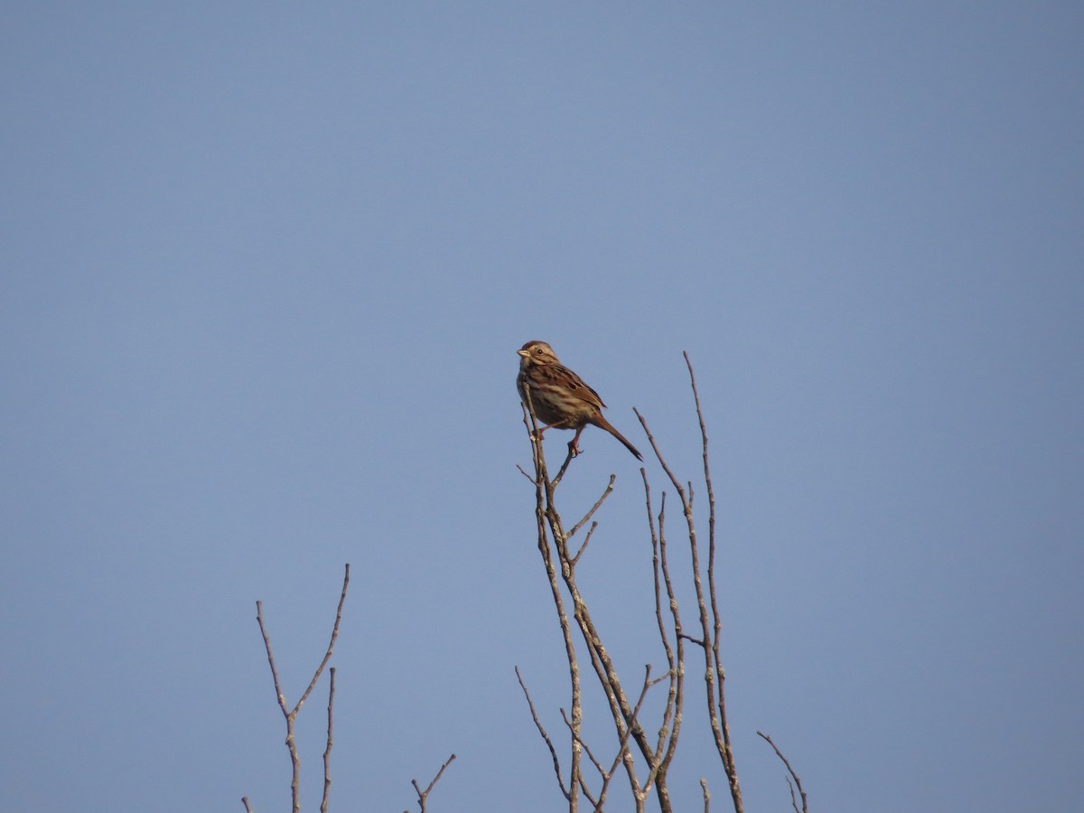 Song Sparrow - Jeff Baughman