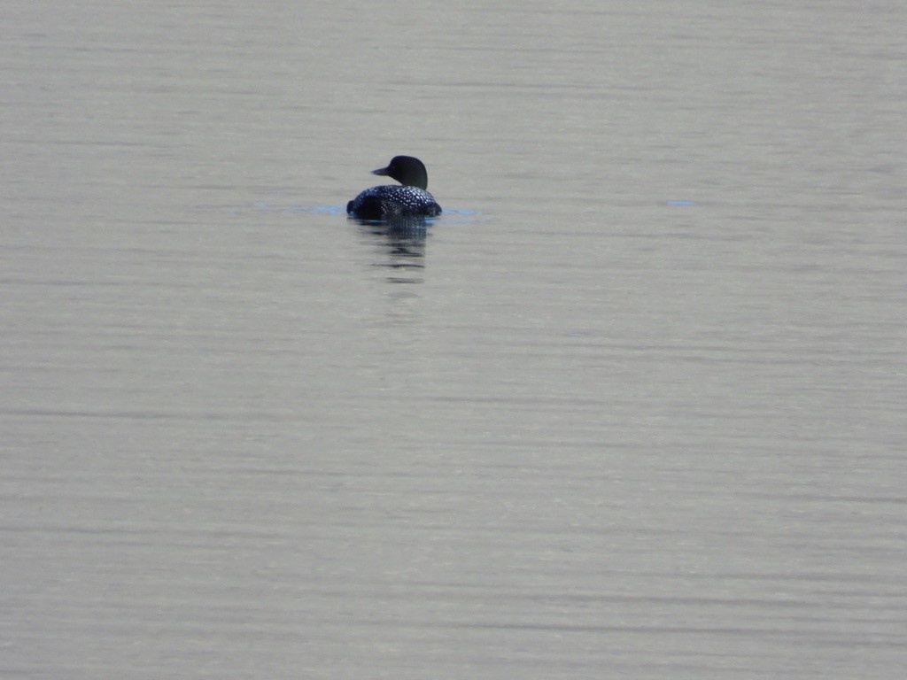 Common Loon - ML324509101