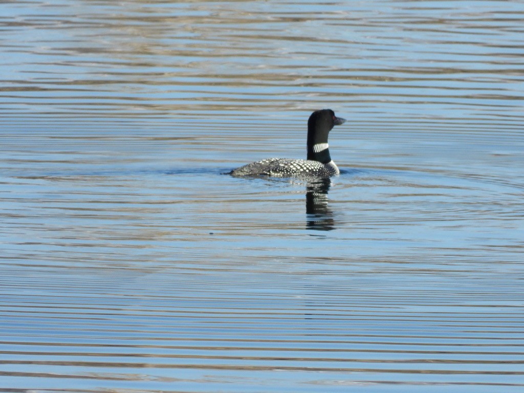 Common Loon - ML324509121