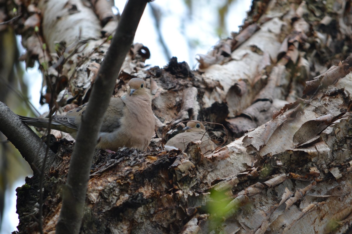 Mourning Dove - ML324509601