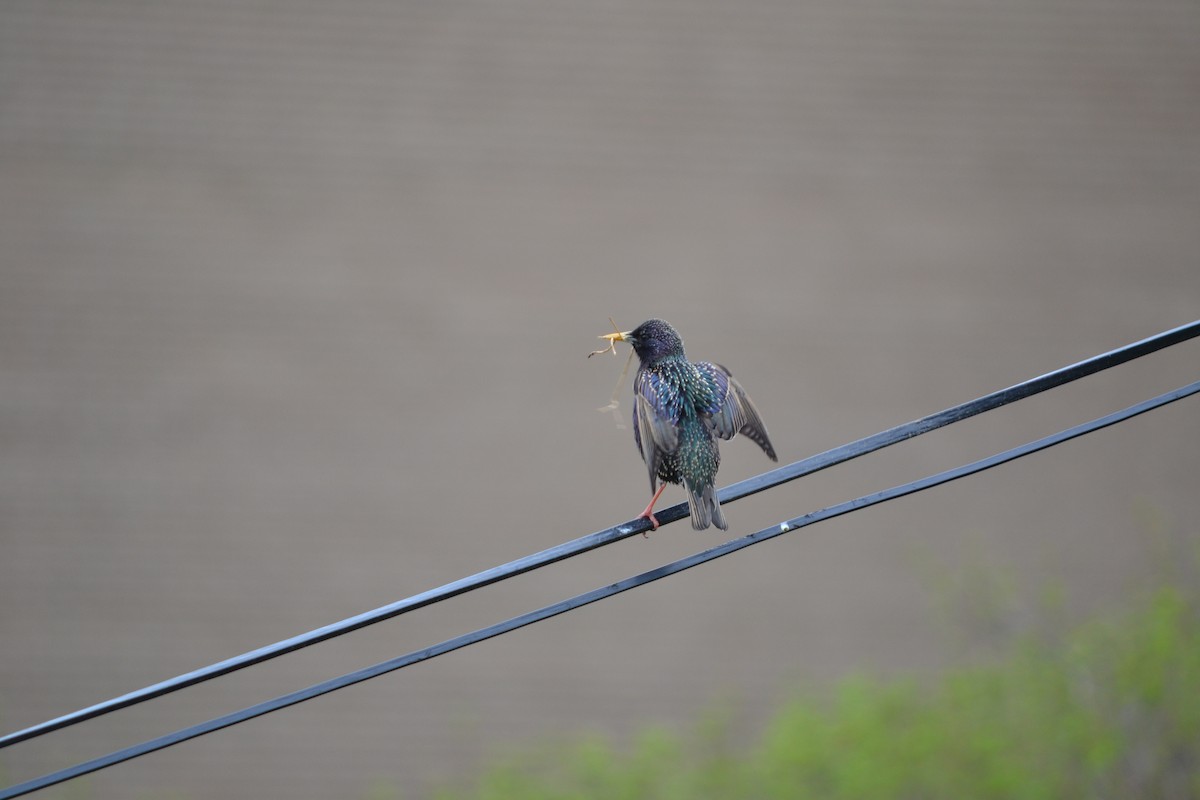 European Starling - ML324509721