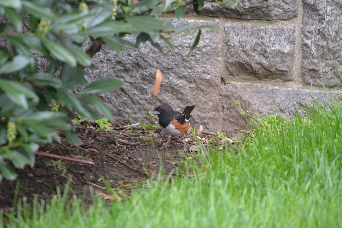 Eastern Towhee - ML324509761