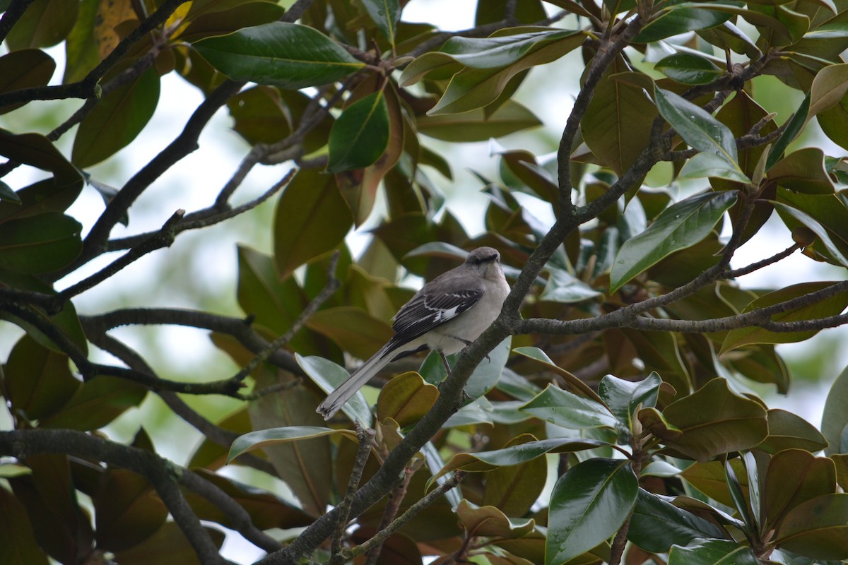 Northern Mockingbird - ML324509911