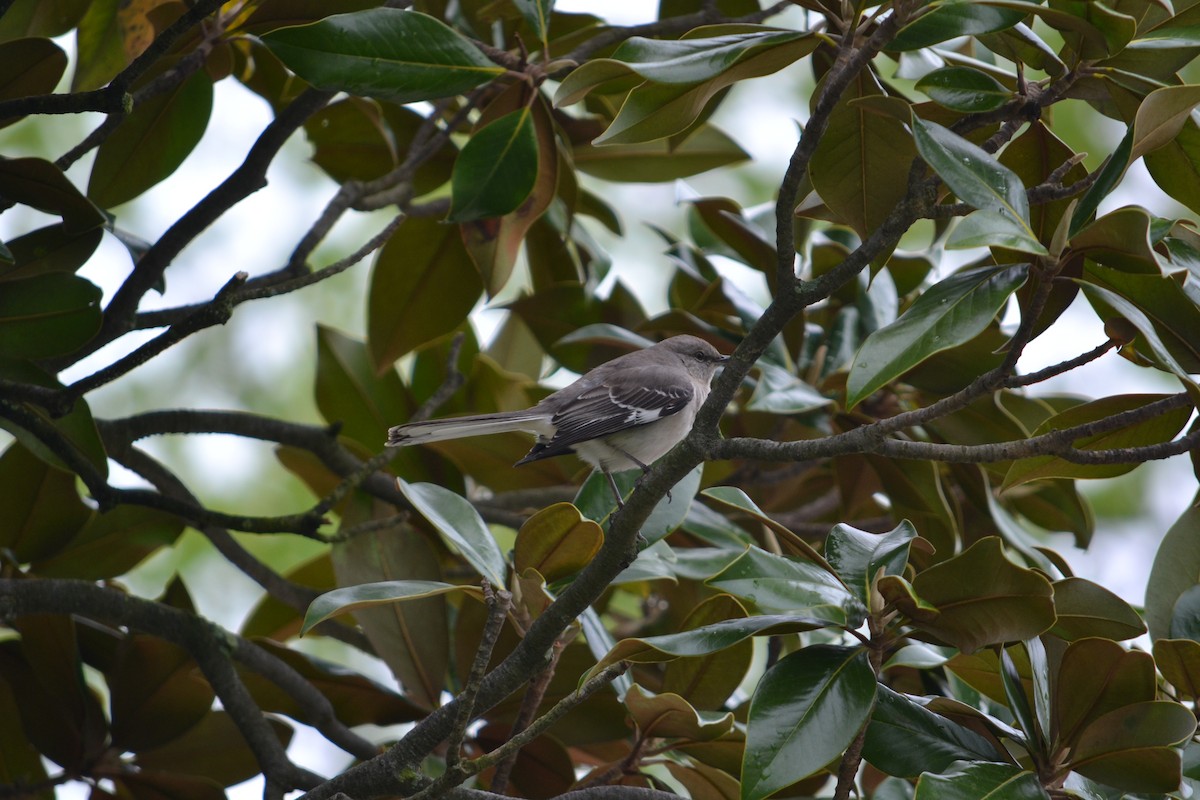 Northern Mockingbird - ML324509921