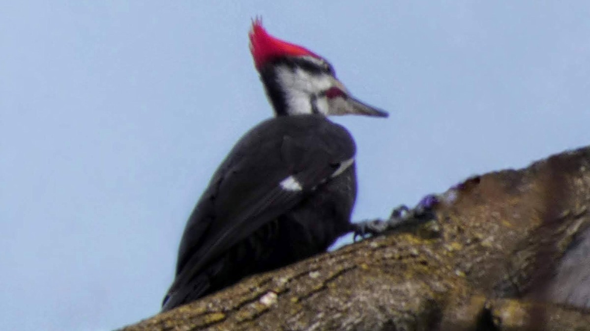 Pileated Woodpecker - David Barrett