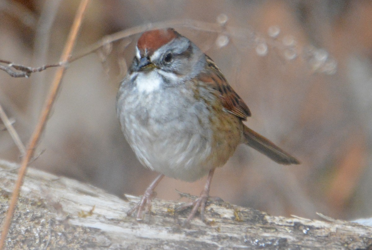Swamp Sparrow - ML324511591