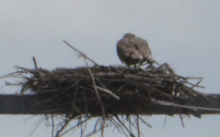 Osprey - ML324512161