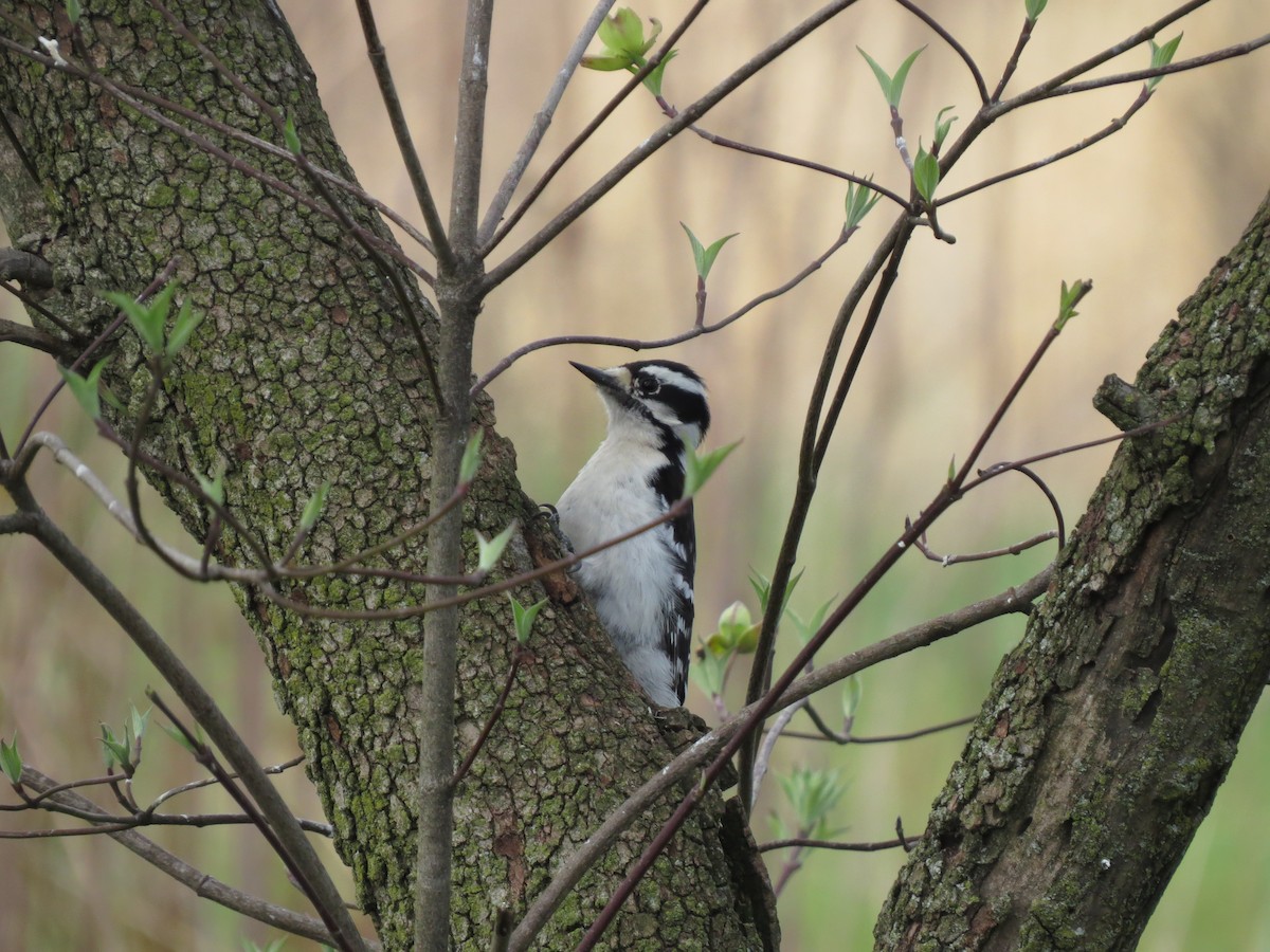 Downy Woodpecker - ML324512201