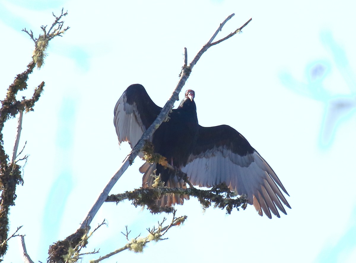 Turkey Vulture - ML324512911