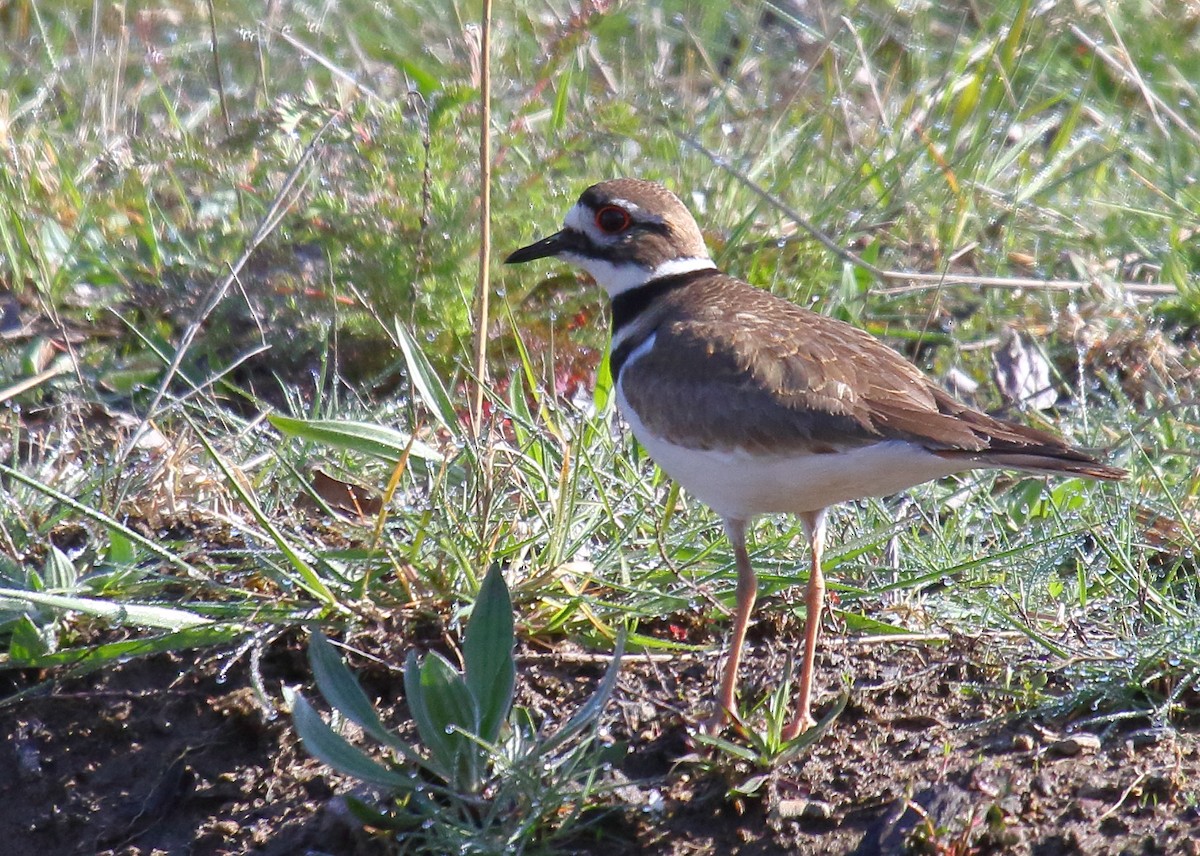 Killdeer - ML324513231