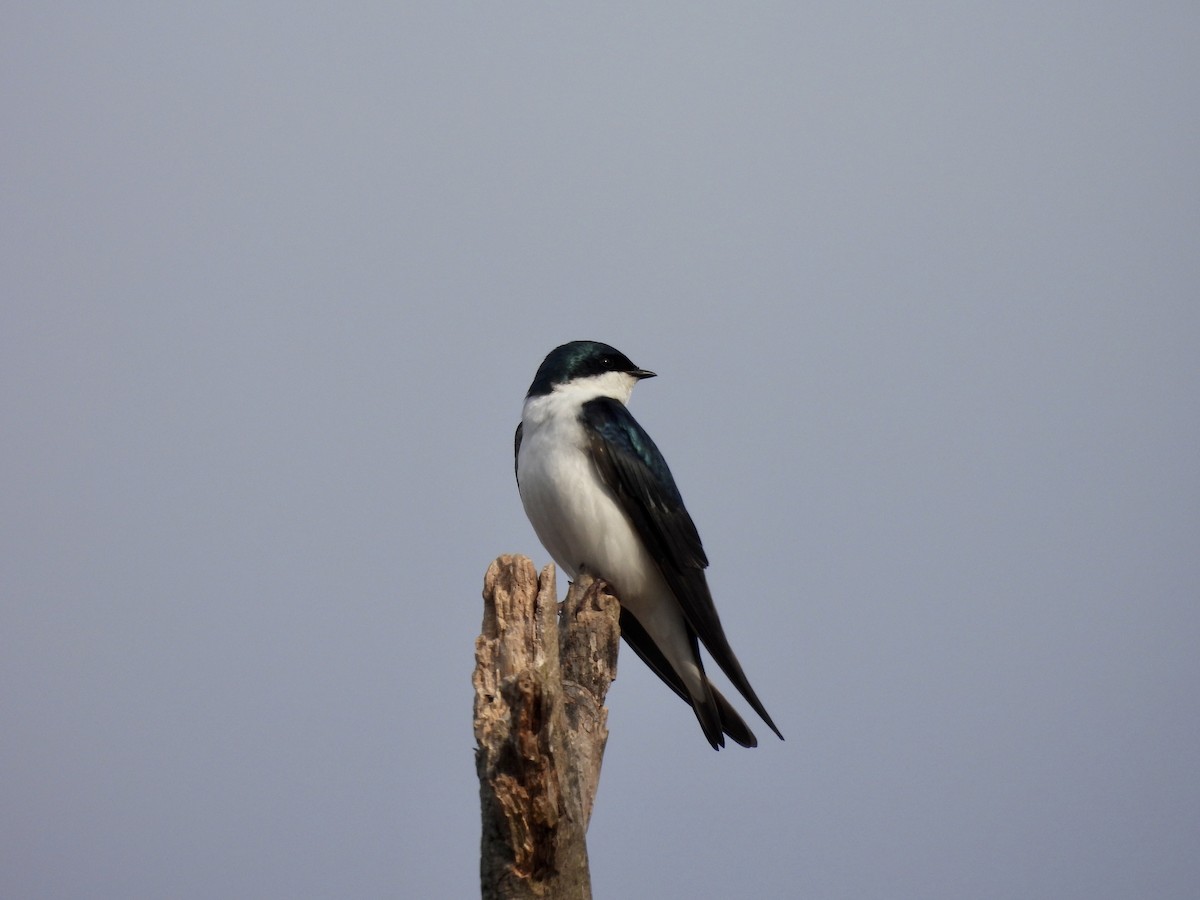 Tree Swallow - ML324513541