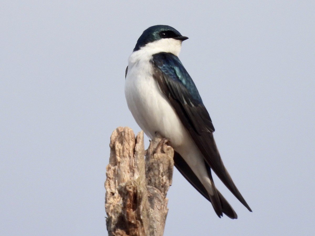 Tree Swallow - ML324513561