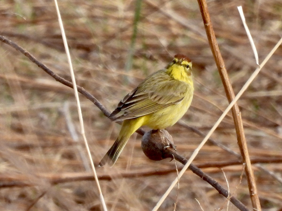 Palm Warbler - ML324513641