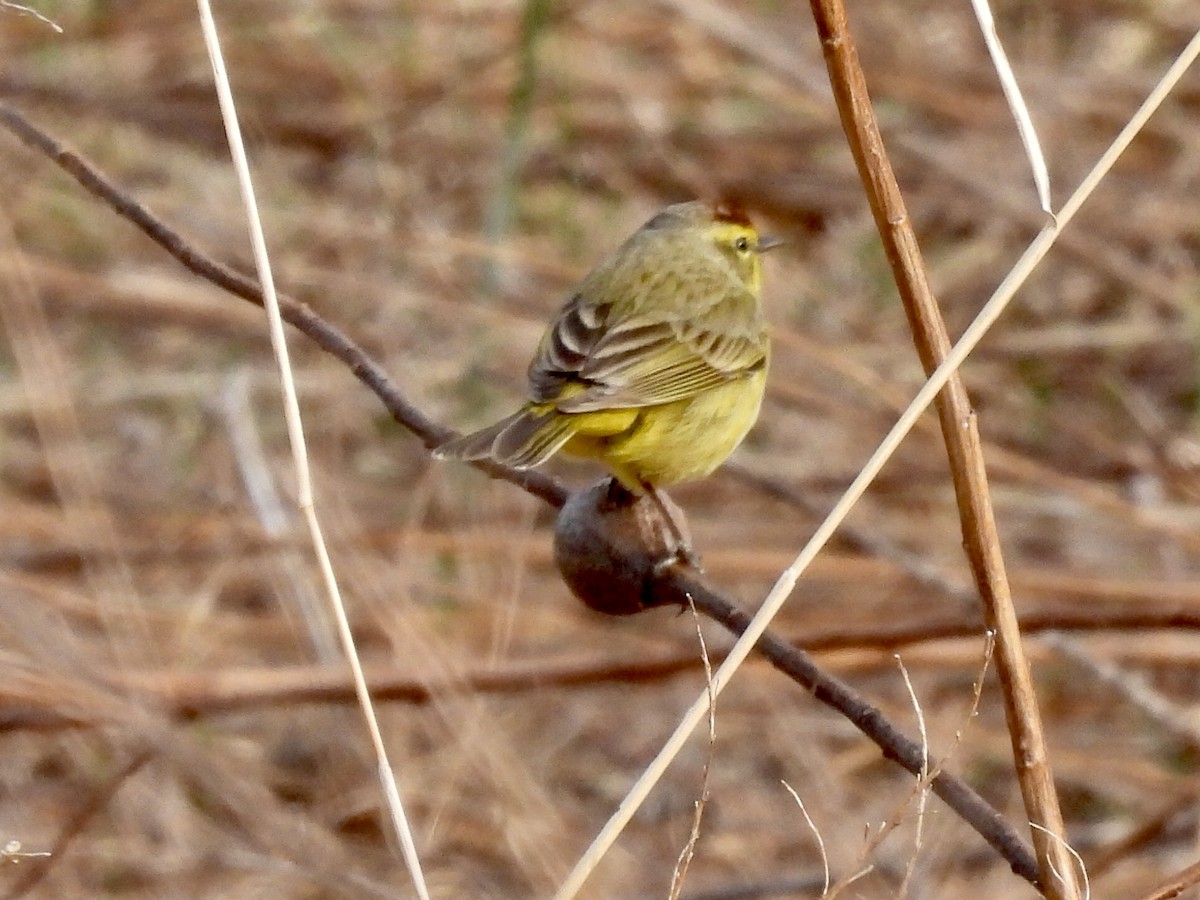 Palm Warbler - ML324513661