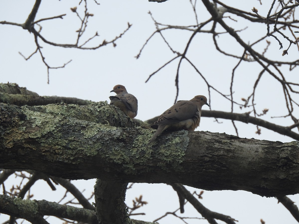 Mourning Dove - ML324513711