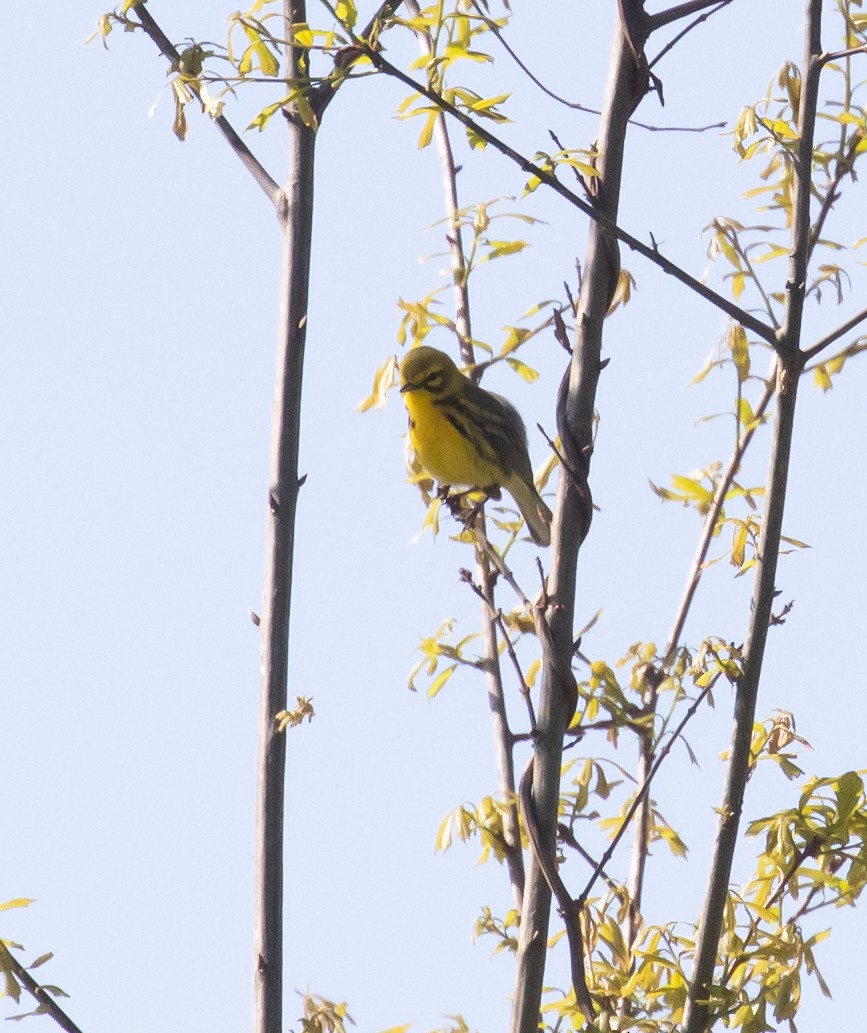 Prairie Warbler - ML324515461