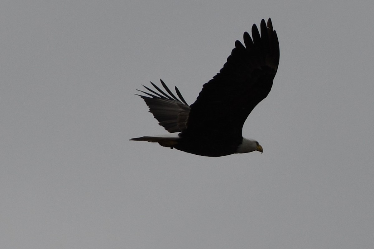 Bald Eagle - Kyle Alkema