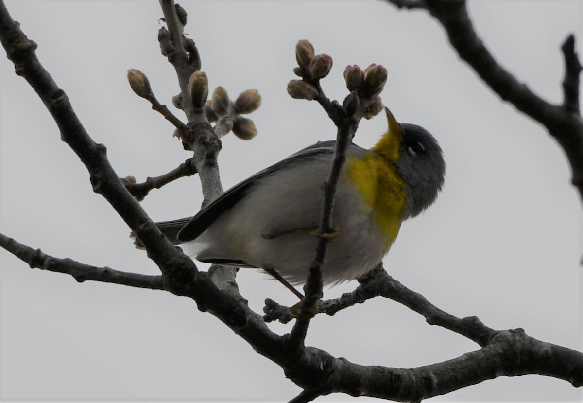 Northern Parula - Kyle Alkema