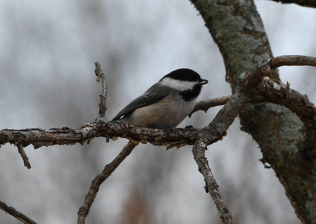 Mésange à tête noire - ML324517621