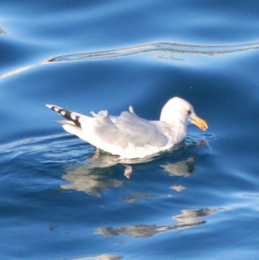 Herring x Glaucous-winged Gull (hybrid) - Kaylauna Warren