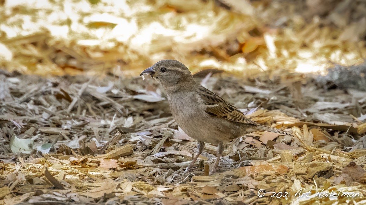 House Sparrow - ML324523101