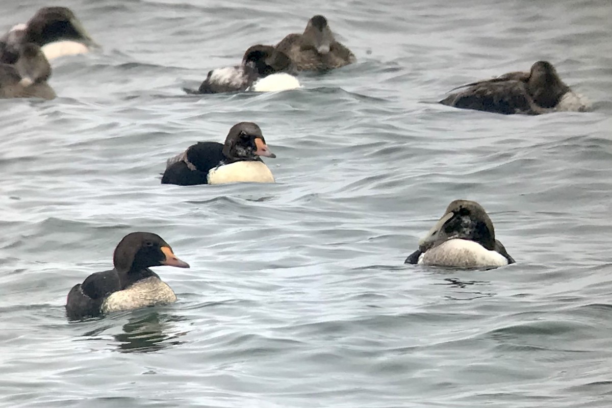 King Eider - ML324523171