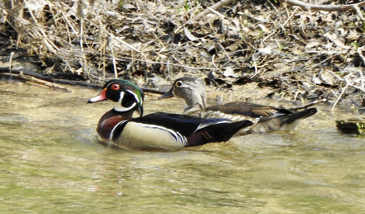 Wood Duck - ML324523961