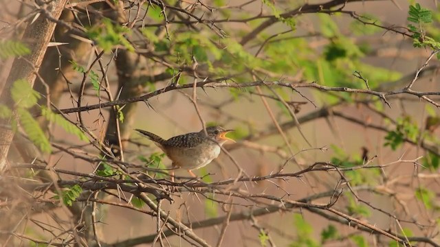 コバシヌマミソサザイ（elegans グループ） - ML324528111