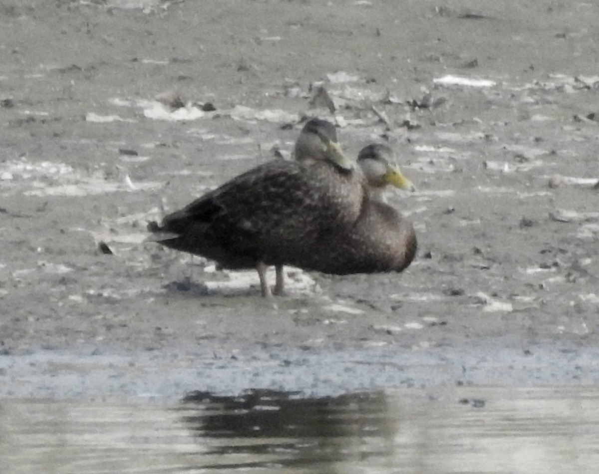 American Black Duck - ML324533251