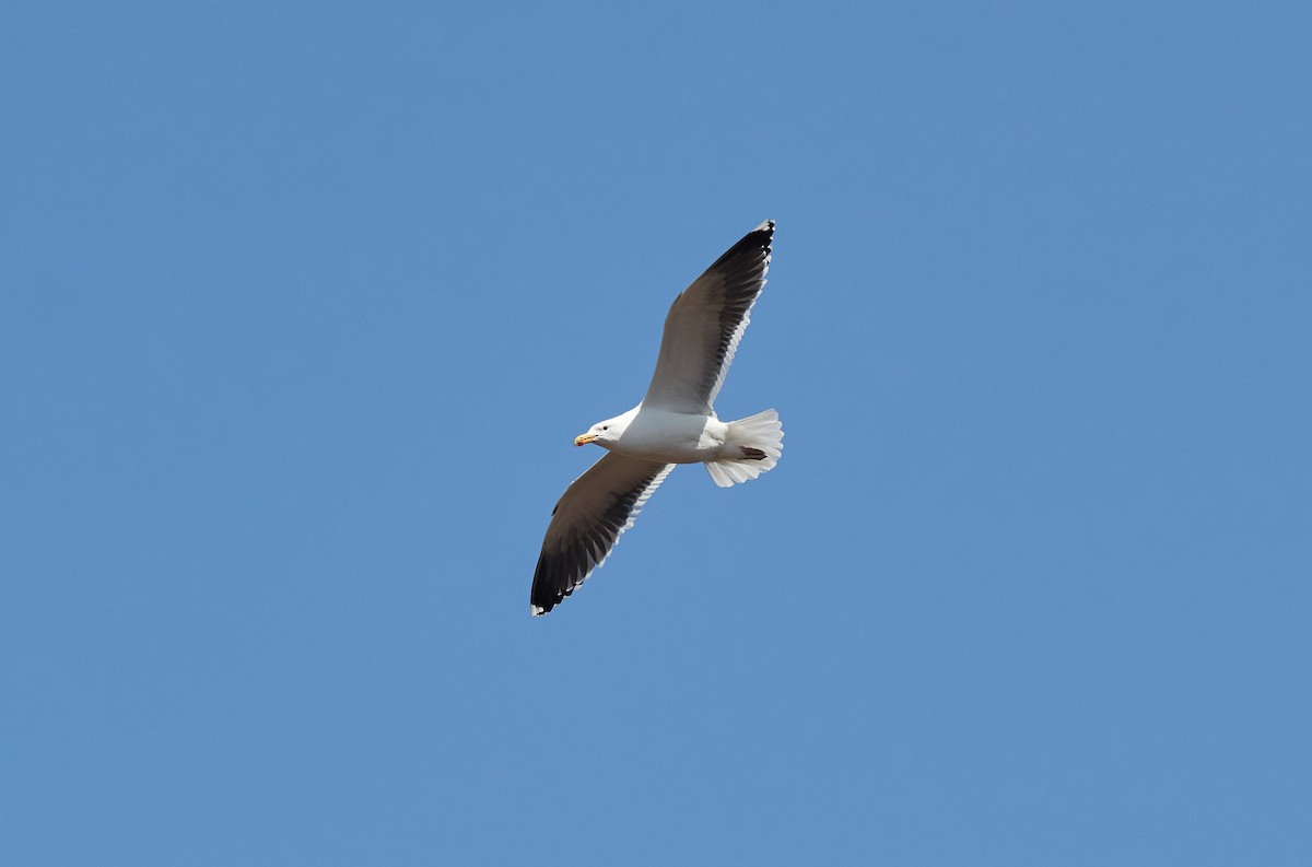 Great Black-backed Gull - ML324534101