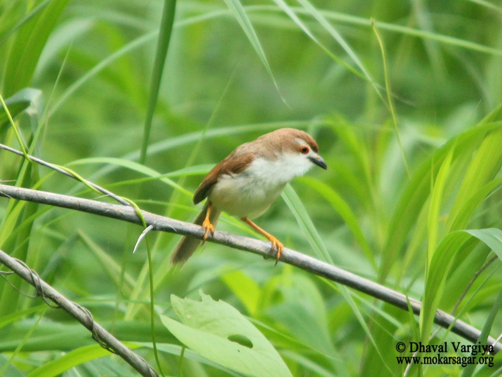 Yellow-eyed Babbler - Dhaval  Vargiya