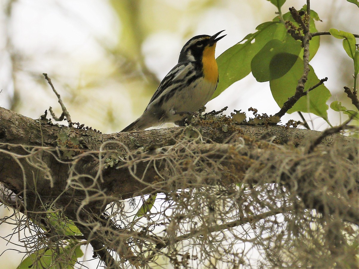 Yellow-throated Warbler - ML324534611
