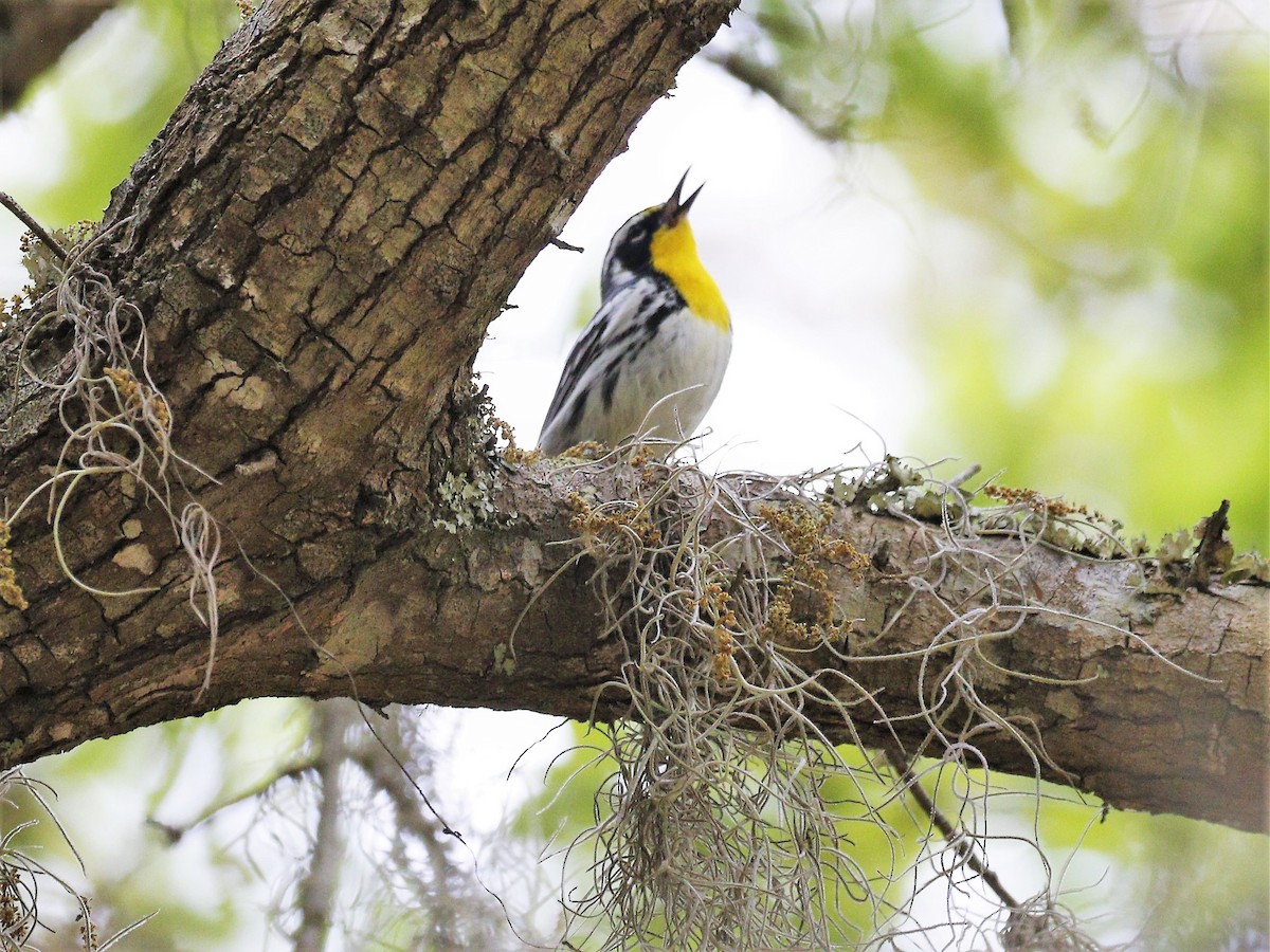 Yellow-throated Warbler - ML324534621