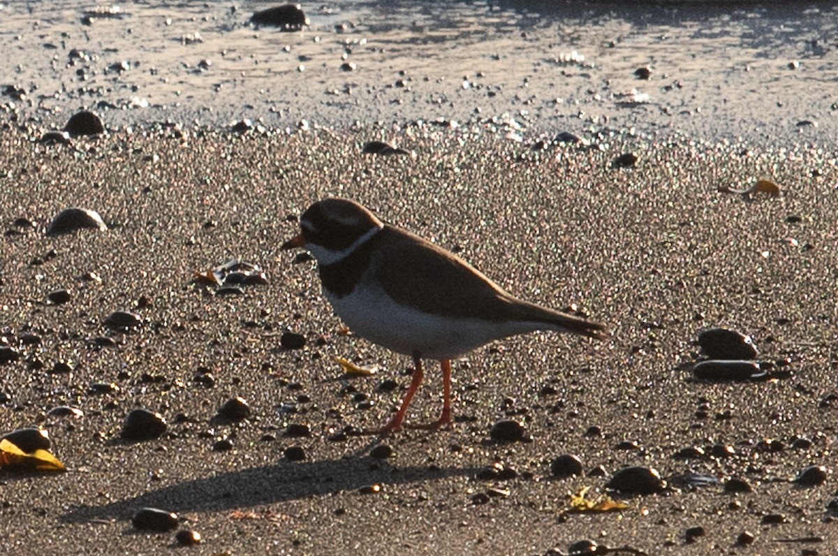 Common Ringed Plover - Ingeborg Klarenberg