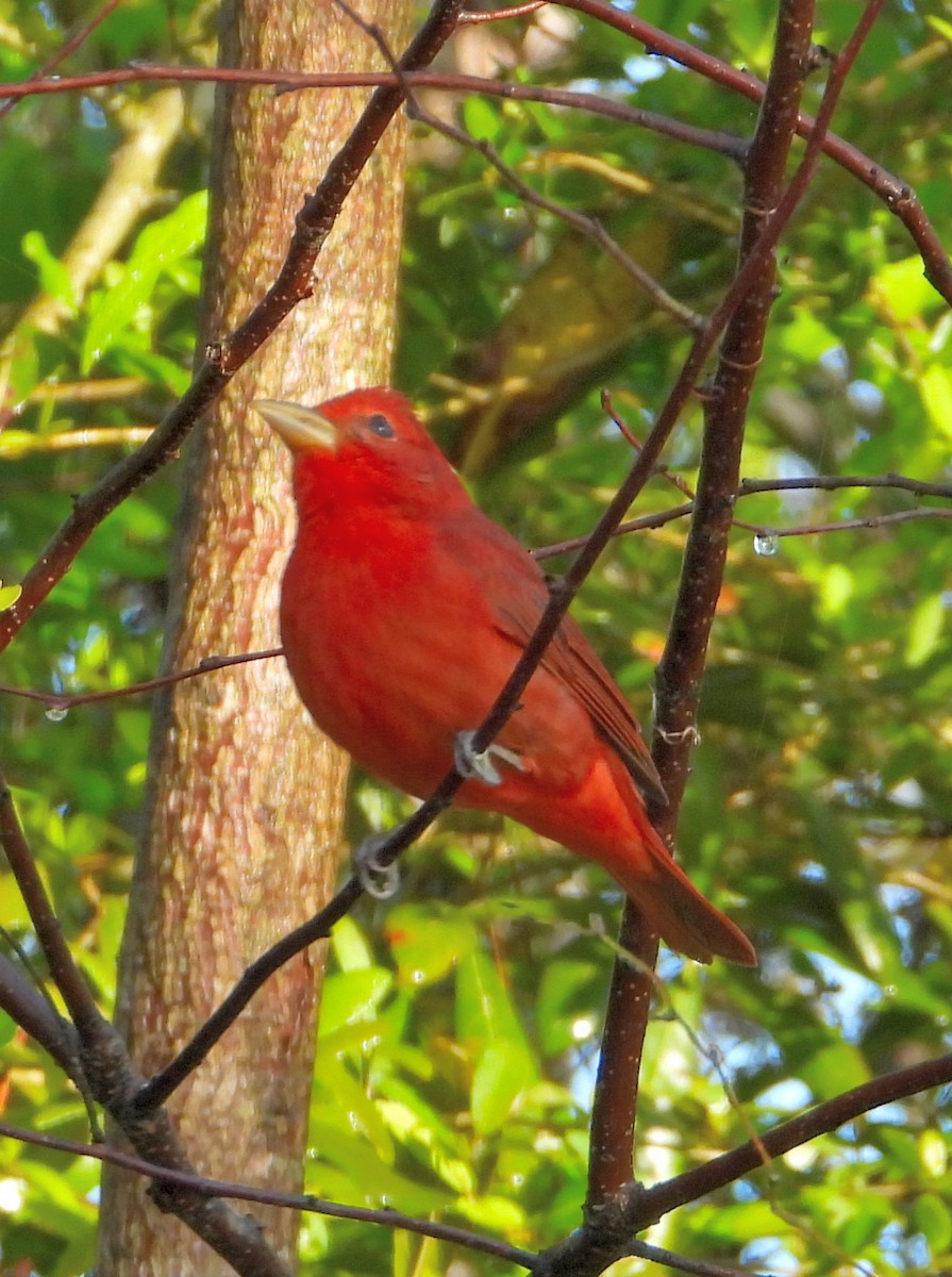 Summer Tanager - ML324536351