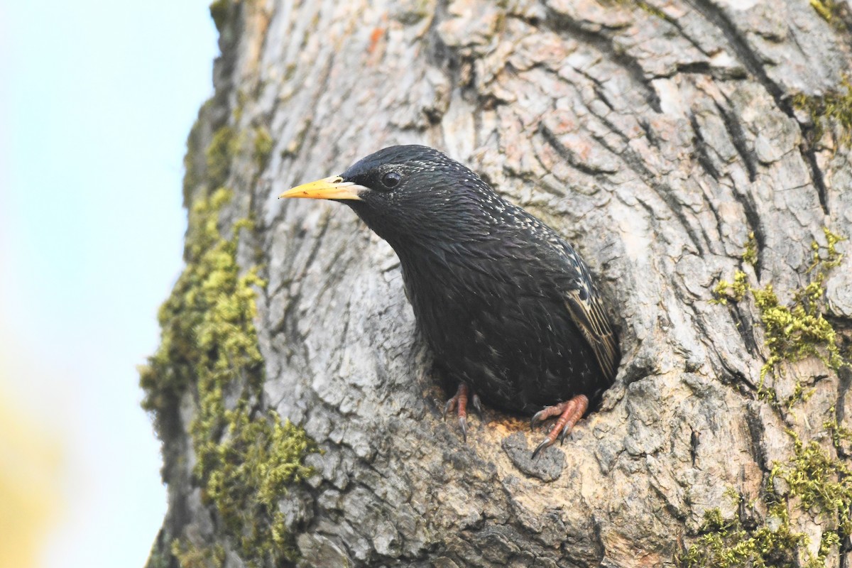 European Starling - Katie Warner