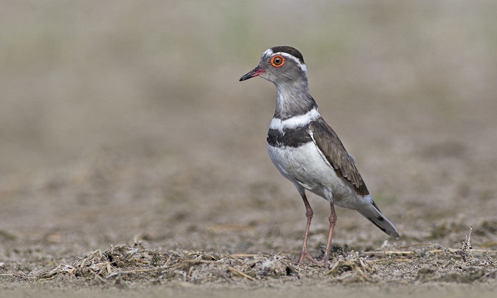 kulík třípásý - ML32453771