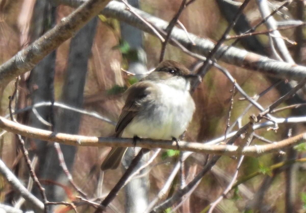 Eastern Phoebe - ML324537741