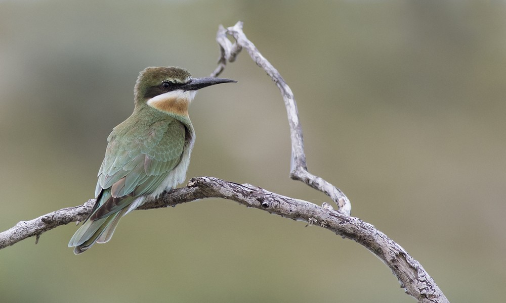 Olive Bee-eater - ML32453791