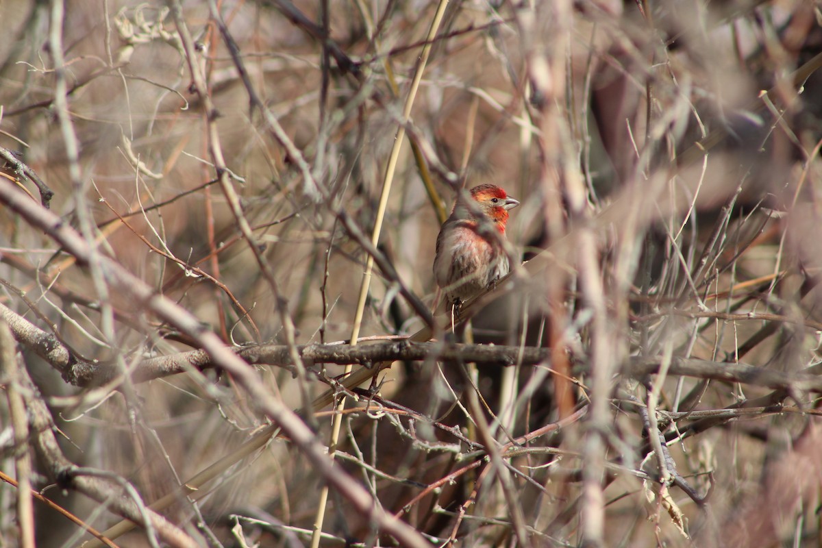 House Finch - ML324538491