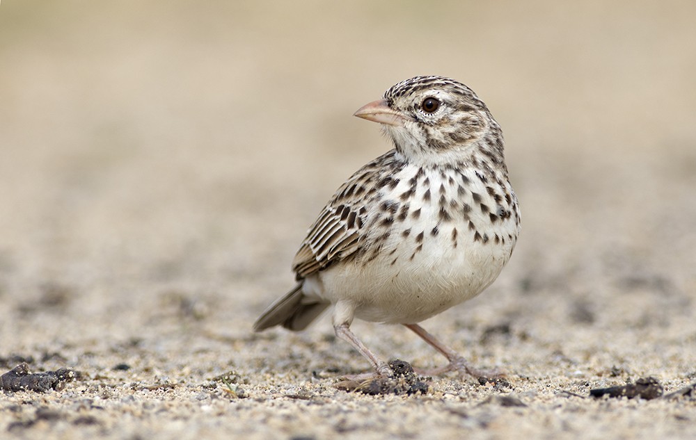 Madagascar Lark - ML32453871