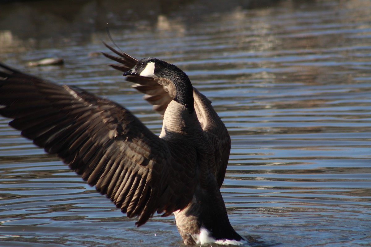 Canada Goose - ML324538881