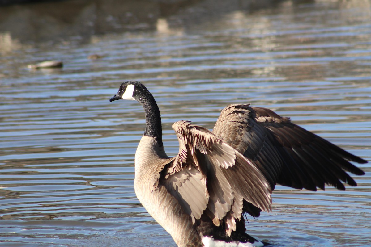 Canada Goose - ML324538891