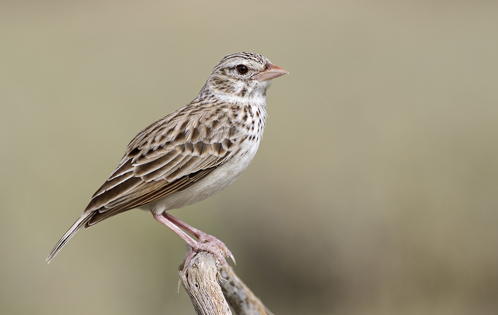 Madagascar Lark - Zak Pohlen