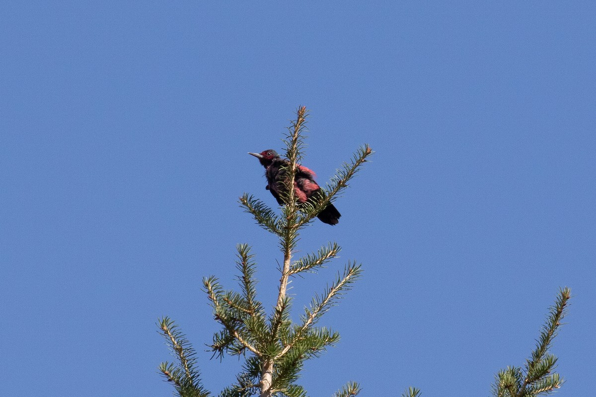 Lewis's Woodpecker - ML324539431