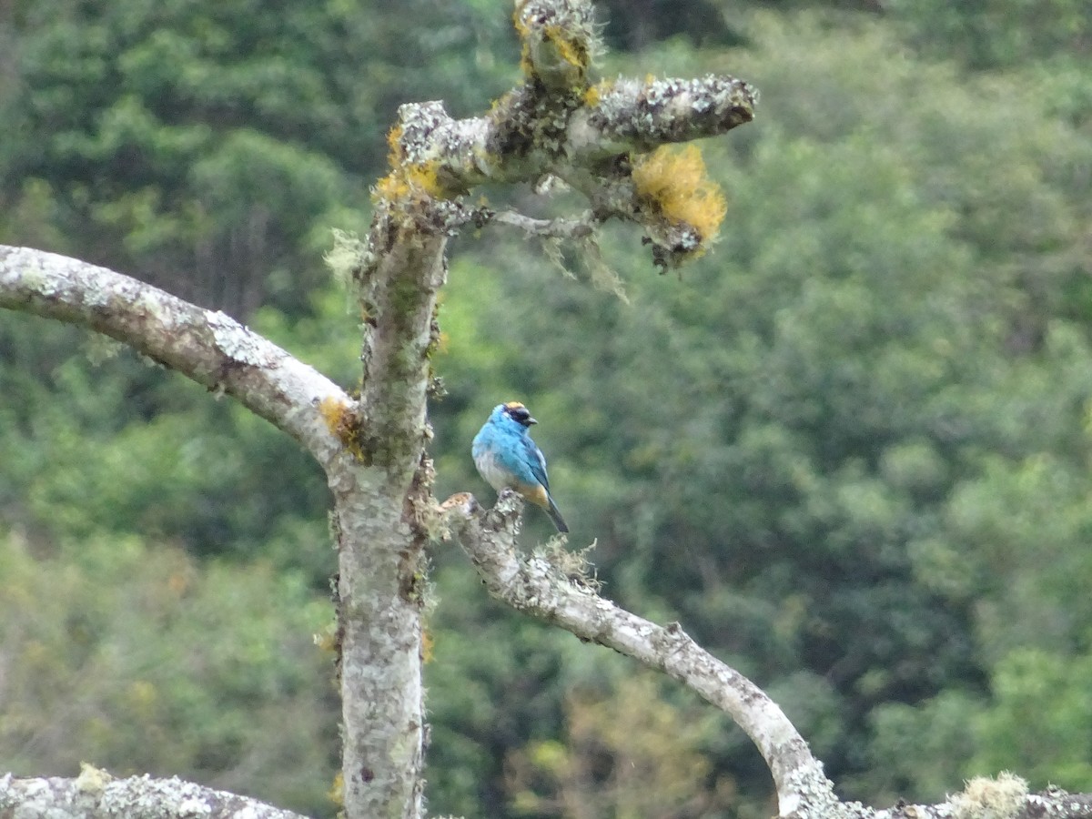 Golden-naped Tanager - Luisa Andrade