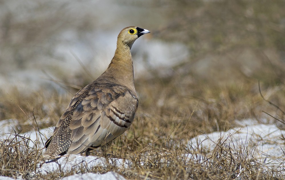 Madagascar Sandgrouse - Zak Pohlen