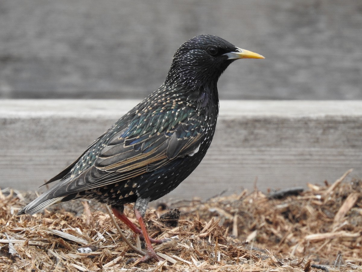 European Starling - ML324540011