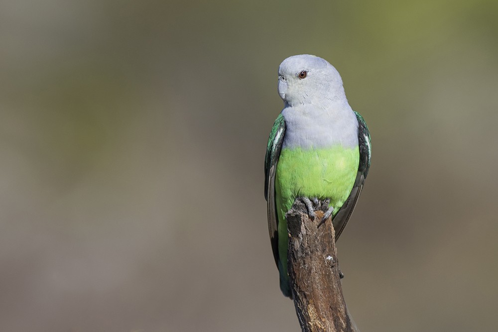 Gray-headed Lovebird - Zak Pohlen